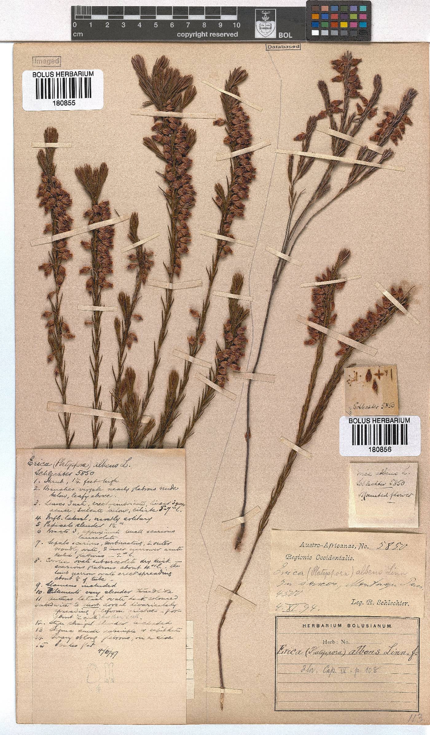 Erica albens image