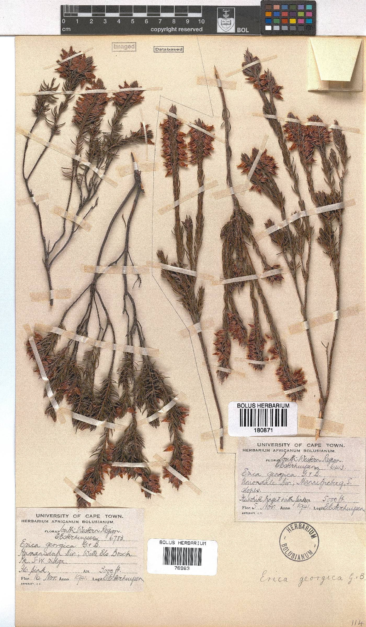 Erica georgica image