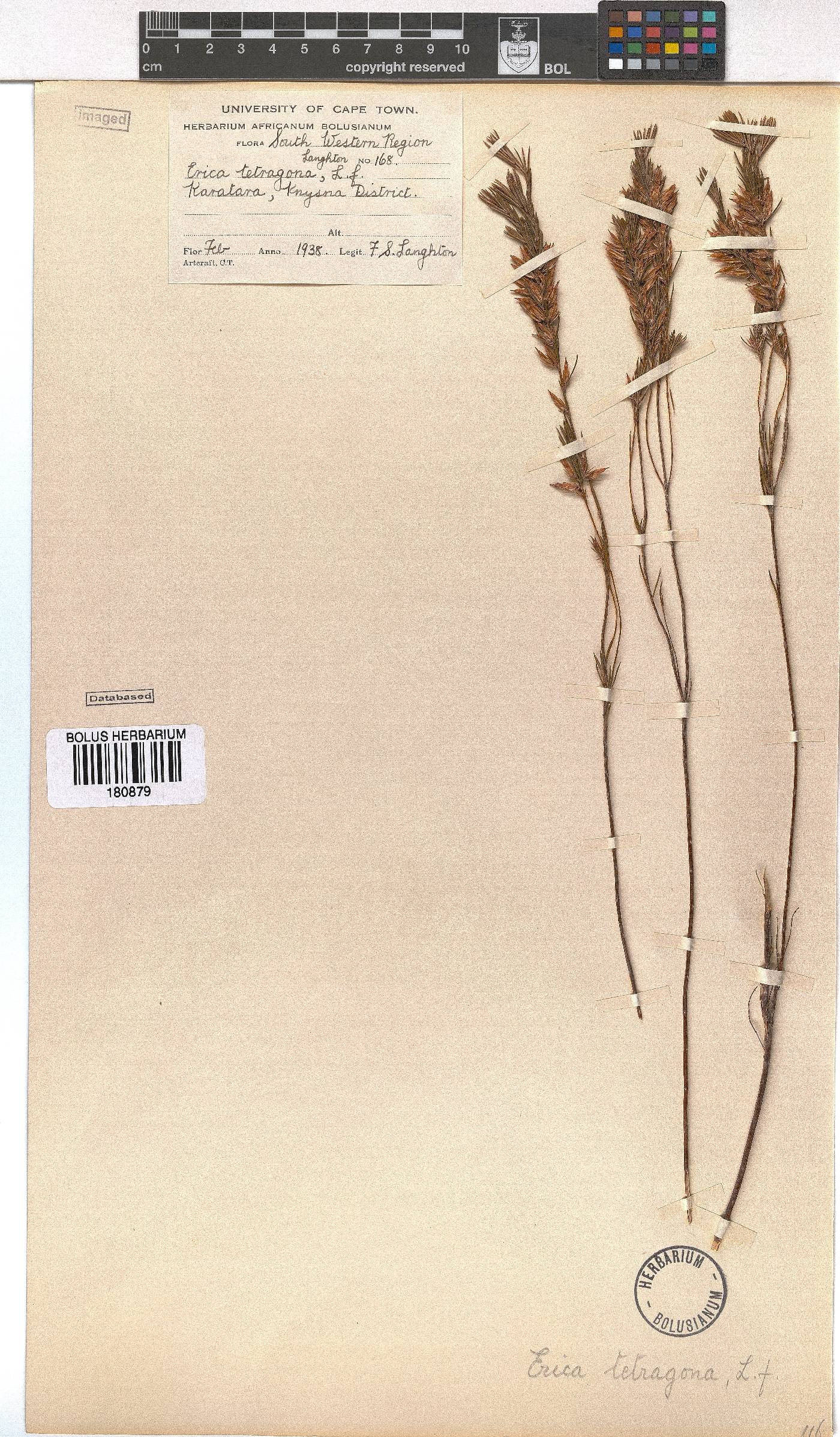 Erica tetragona image