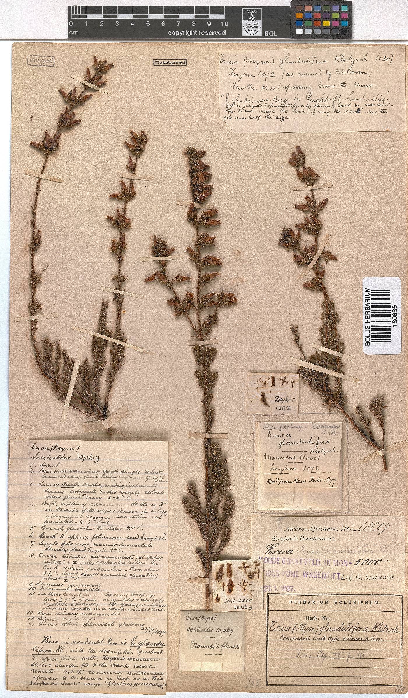 Erica glandulifera image