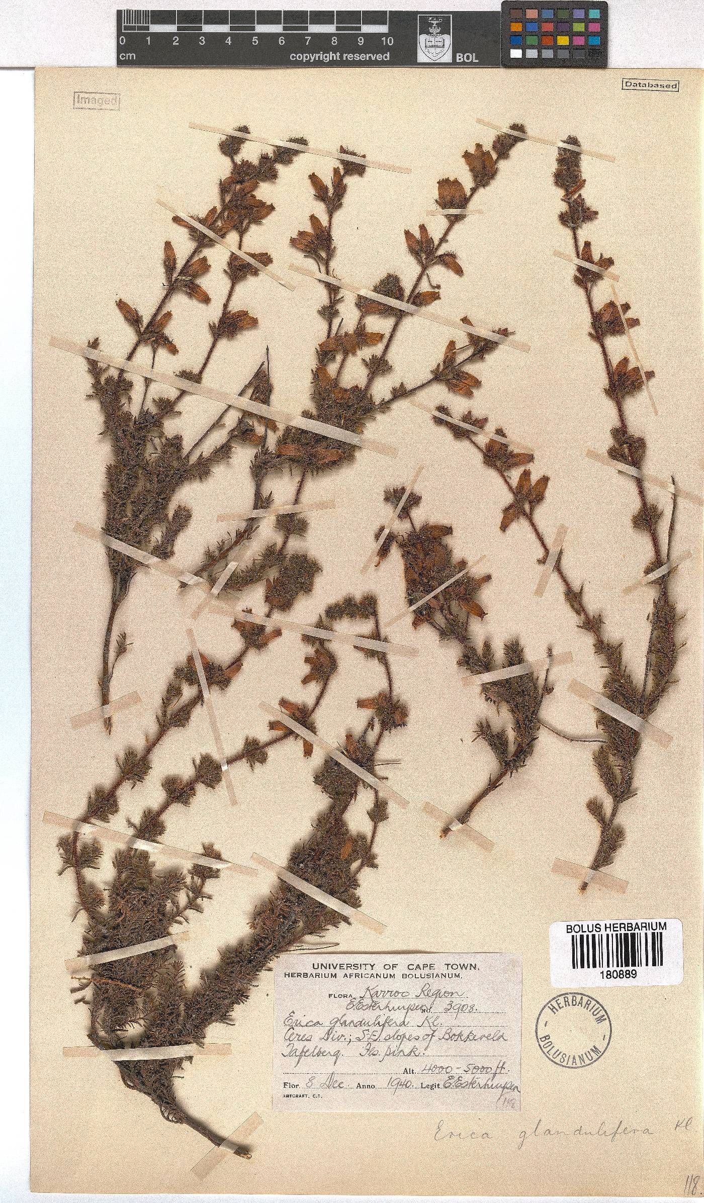 Erica glandulifera image