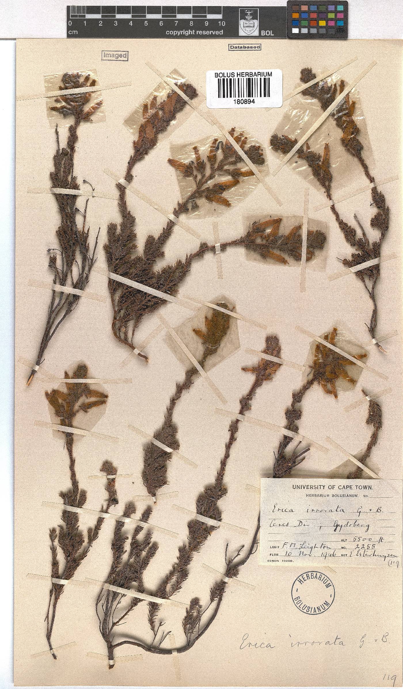 Erica irrorata image
