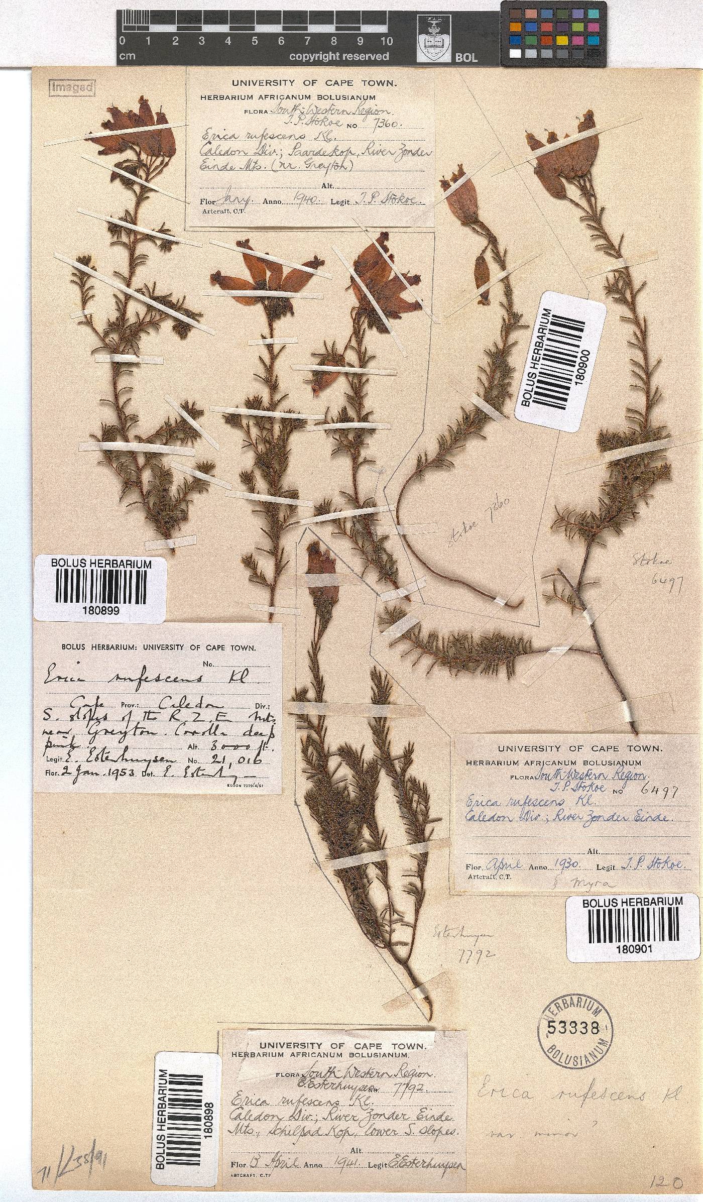 Erica rufescens image