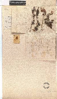 Erica rufescens image