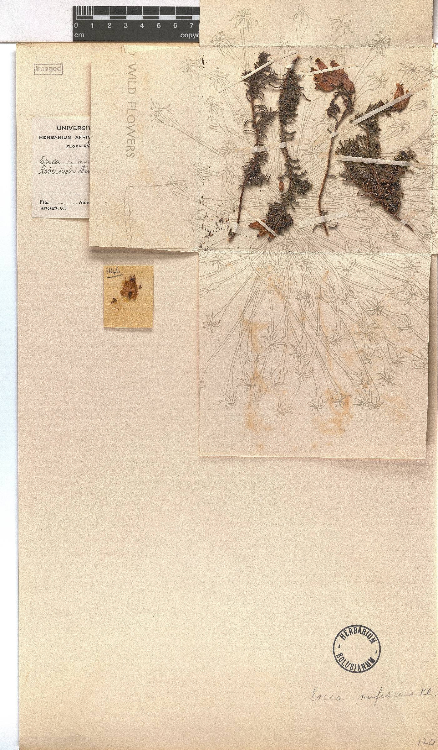 Erica rufescens image