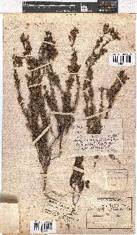 Erica glutinosa image