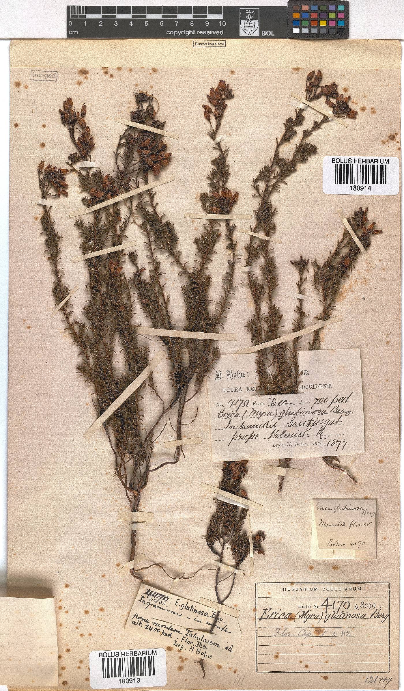 Erica glutinosa image