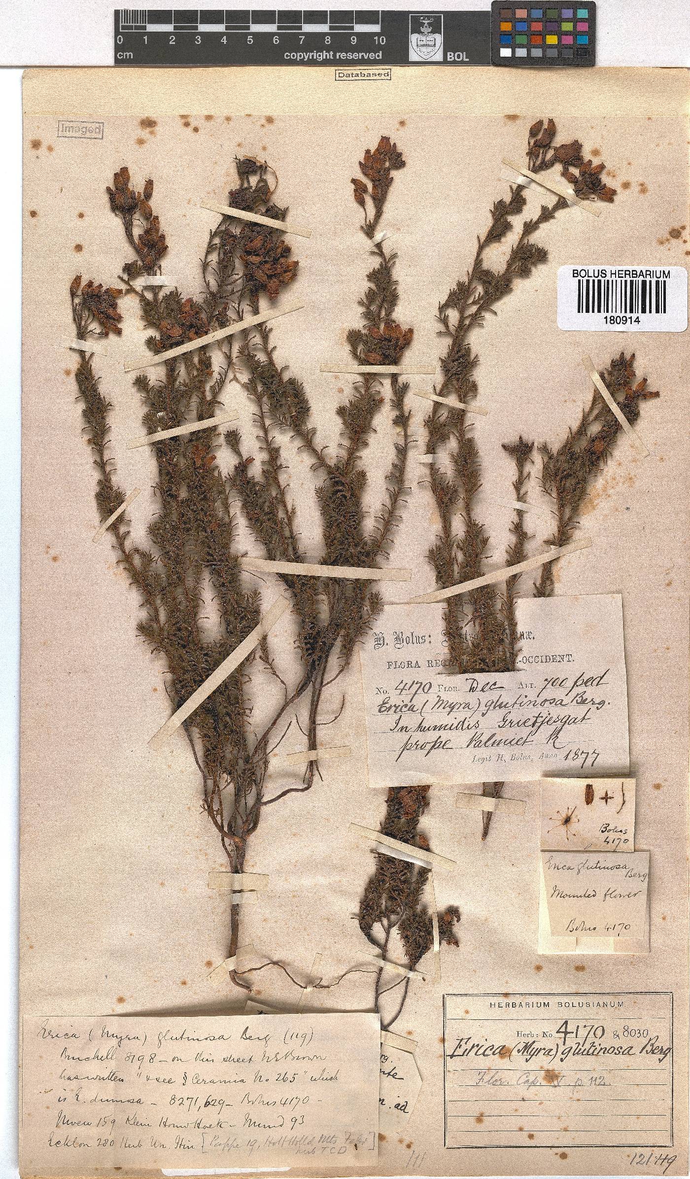 Erica glutinosa image