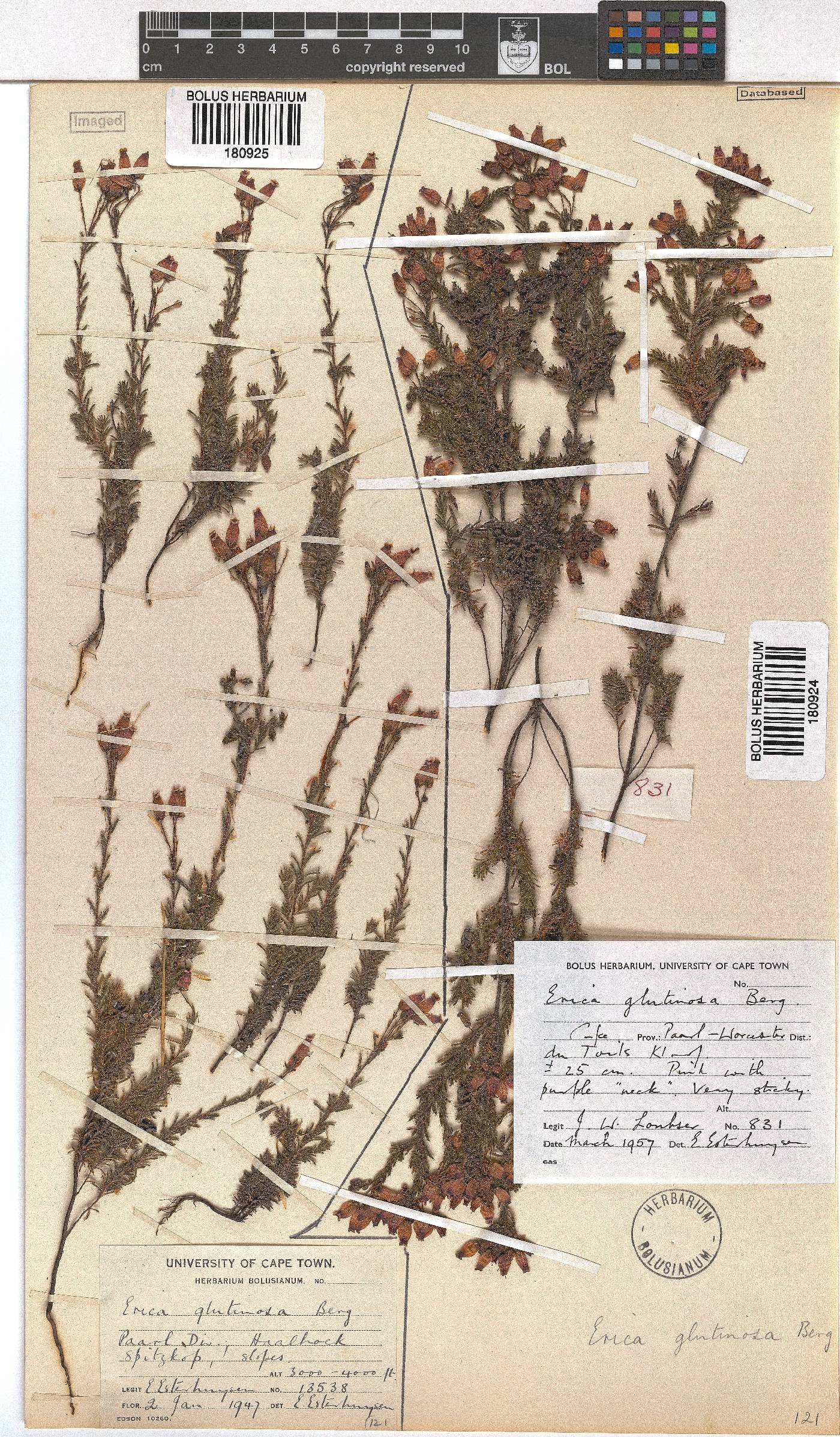 Erica glutinosa image