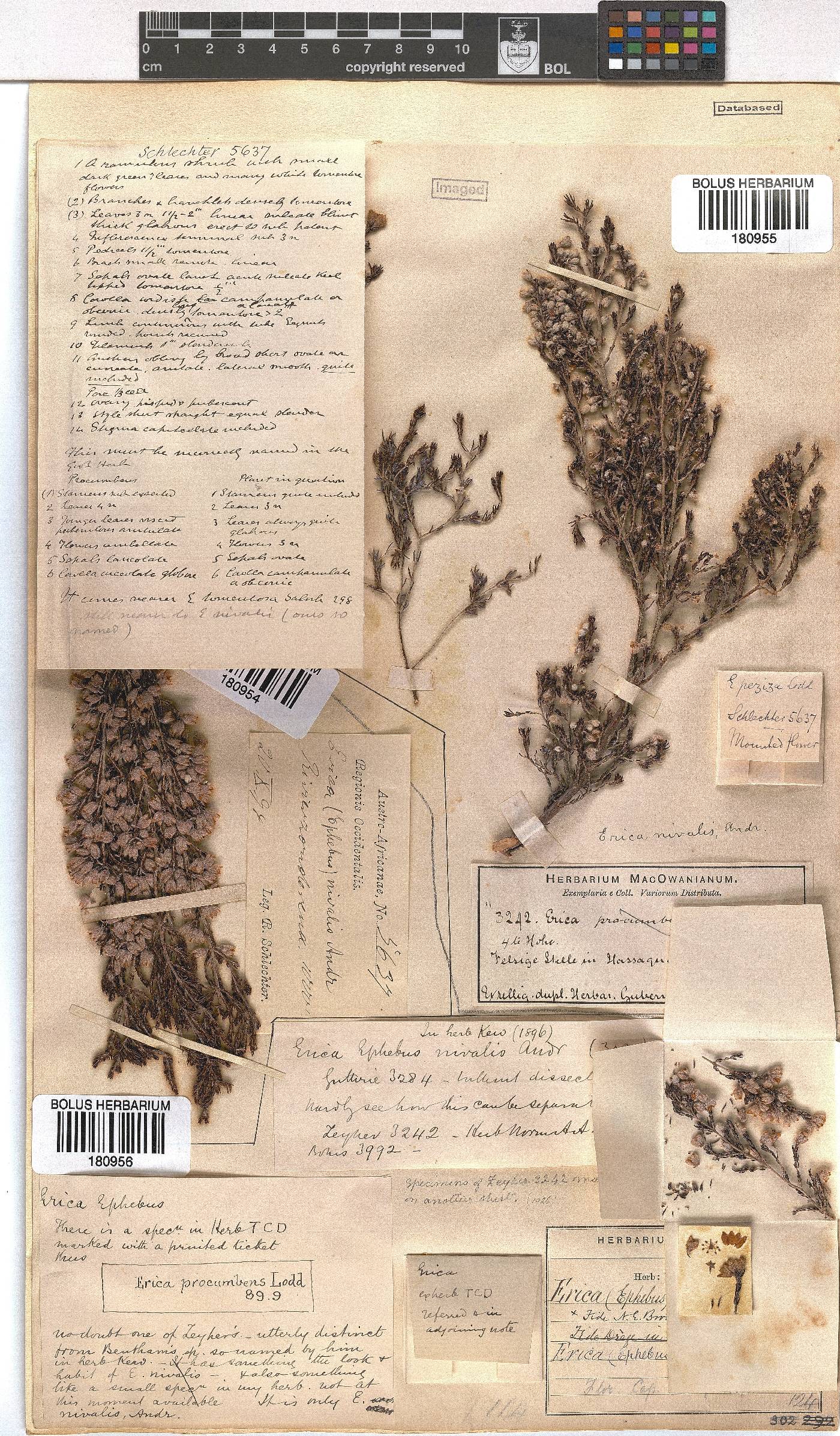 Erica peziza image