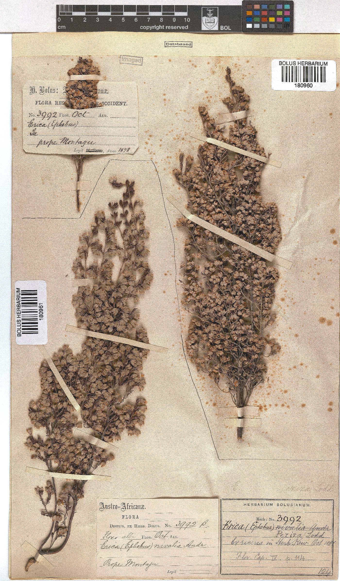 Erica peziza image