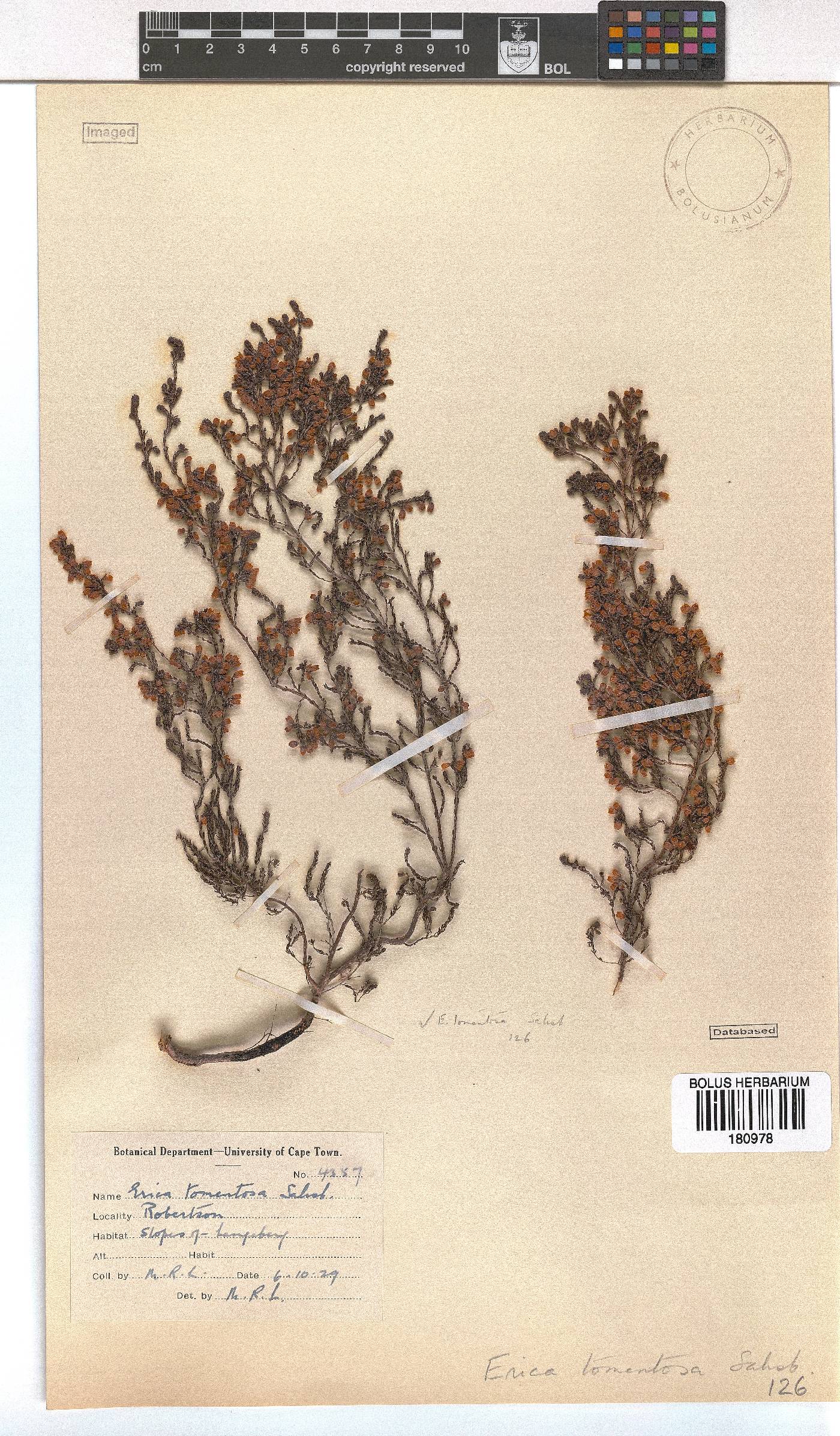 Erica tomentosa image