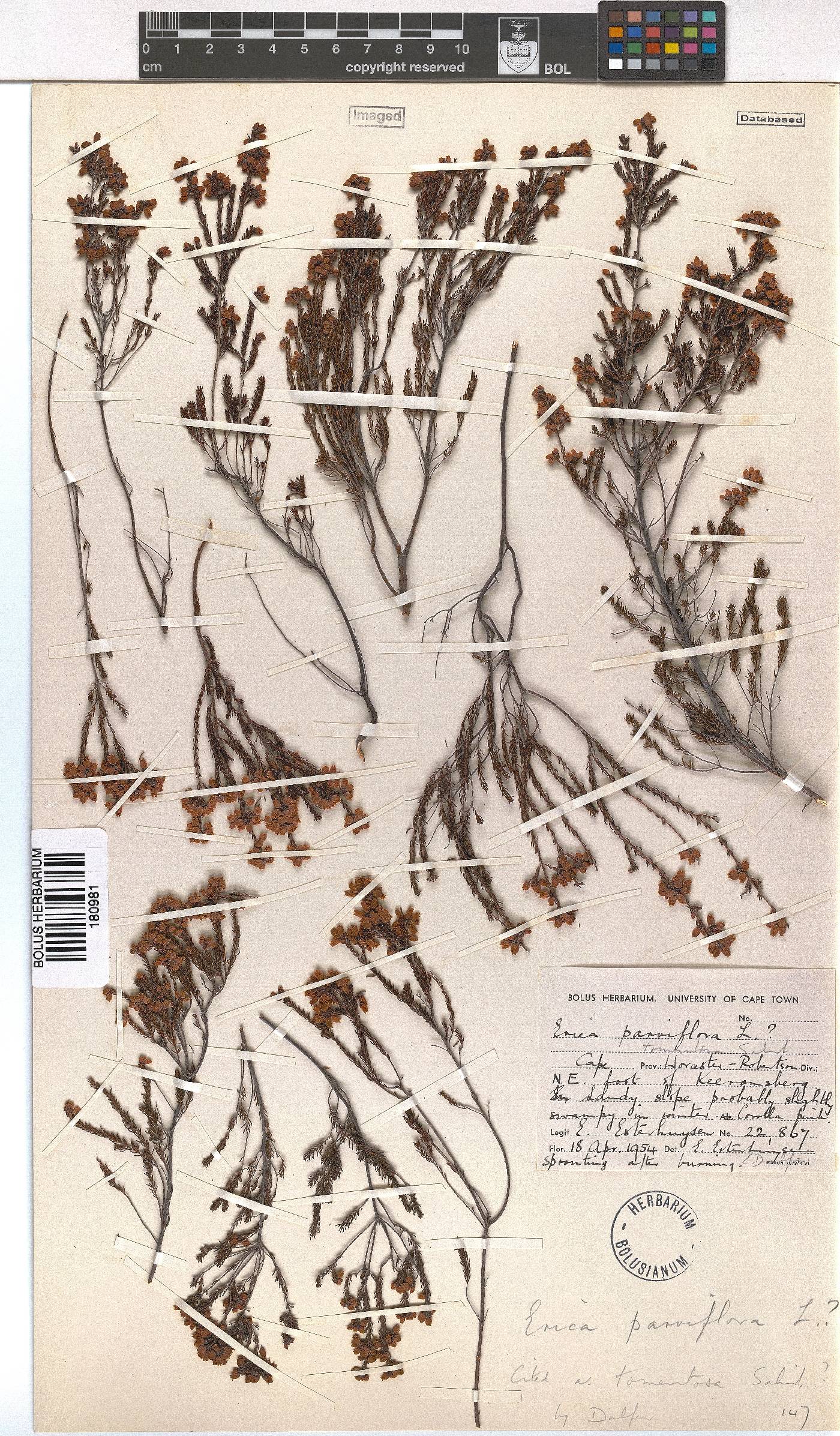 Erica tomentosa image