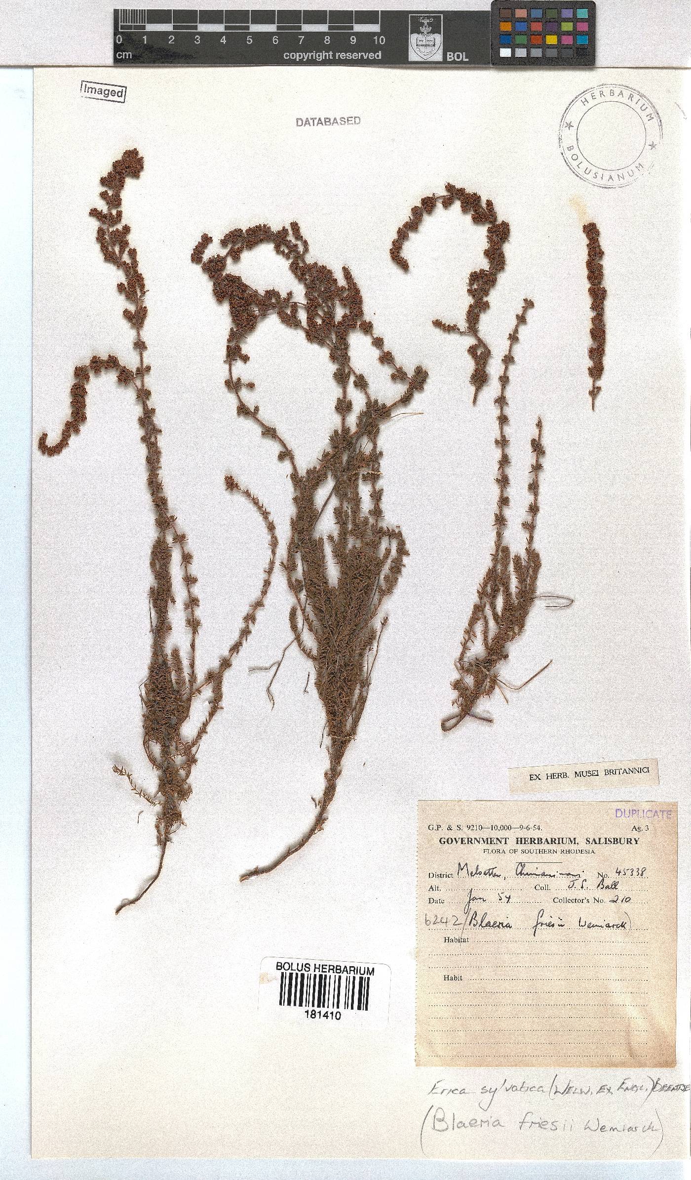 Erica silvatica image