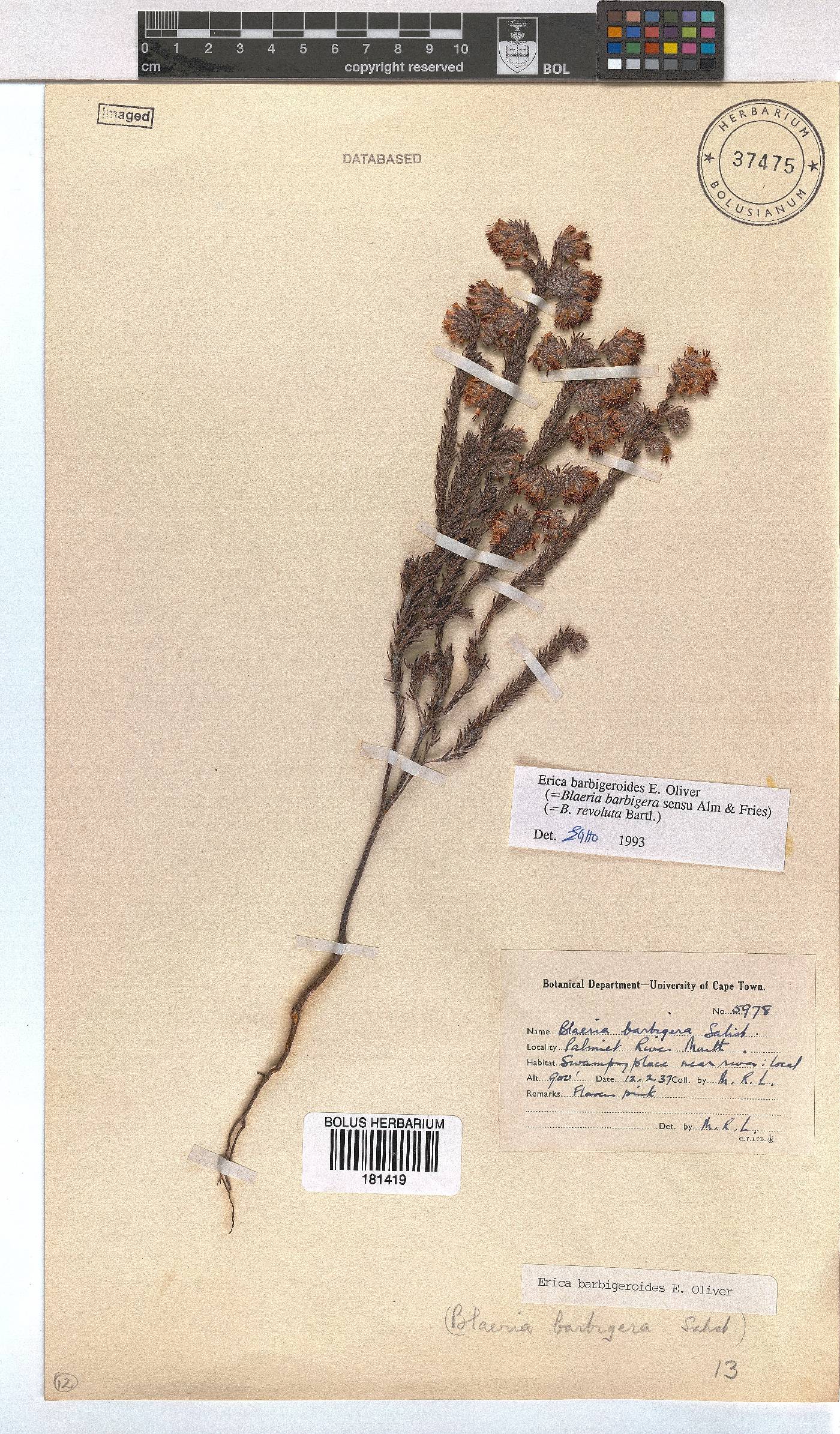 Erica barbigeroides image