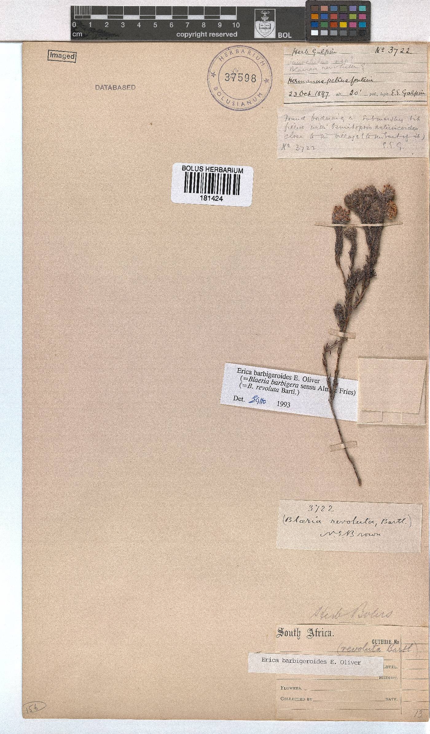 Erica barbigeroides image