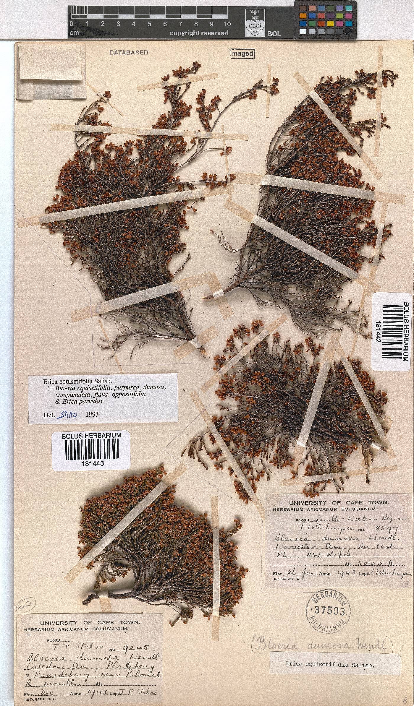 Erica equisetifolia image