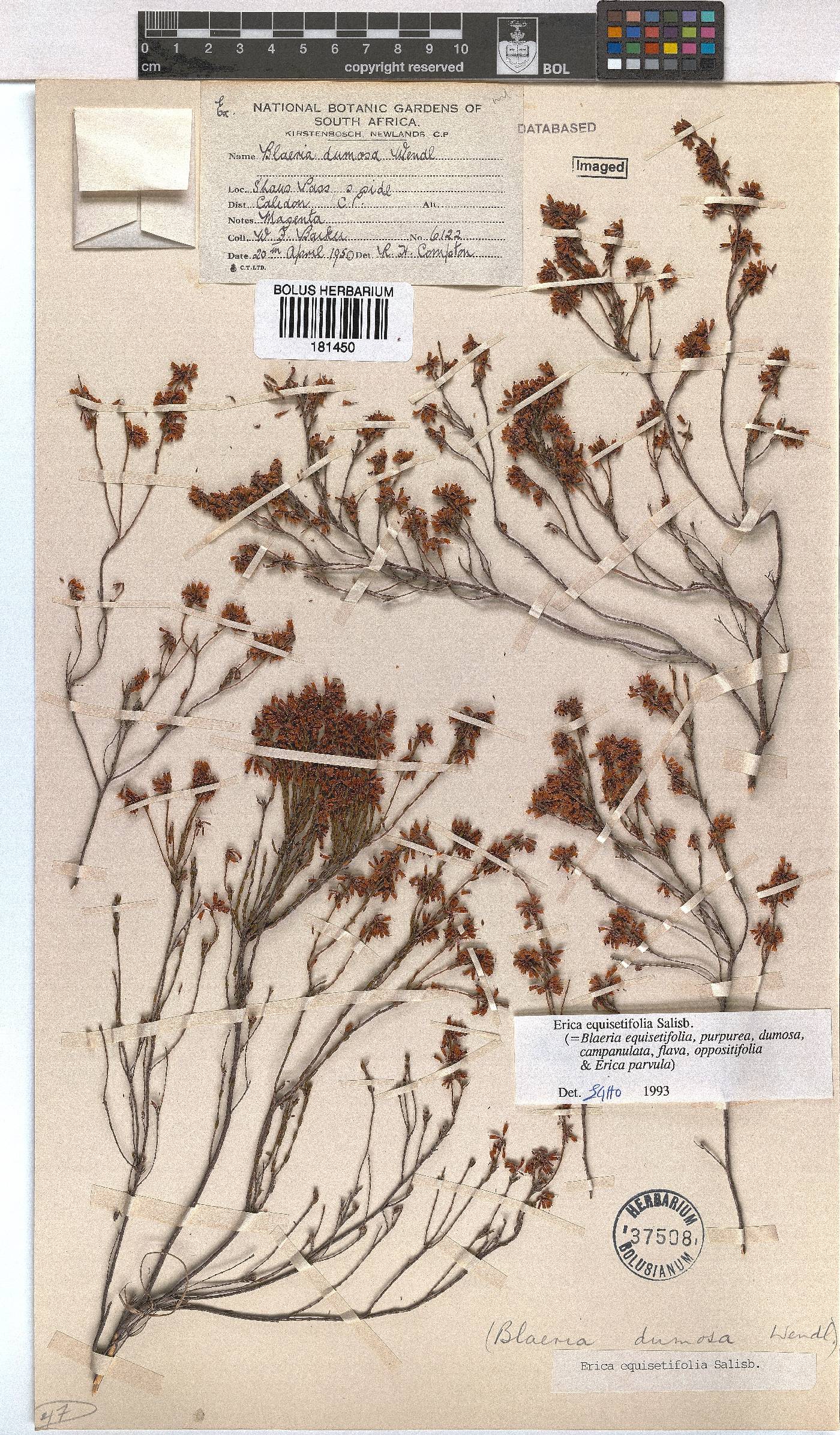 Erica equisetifolia image
