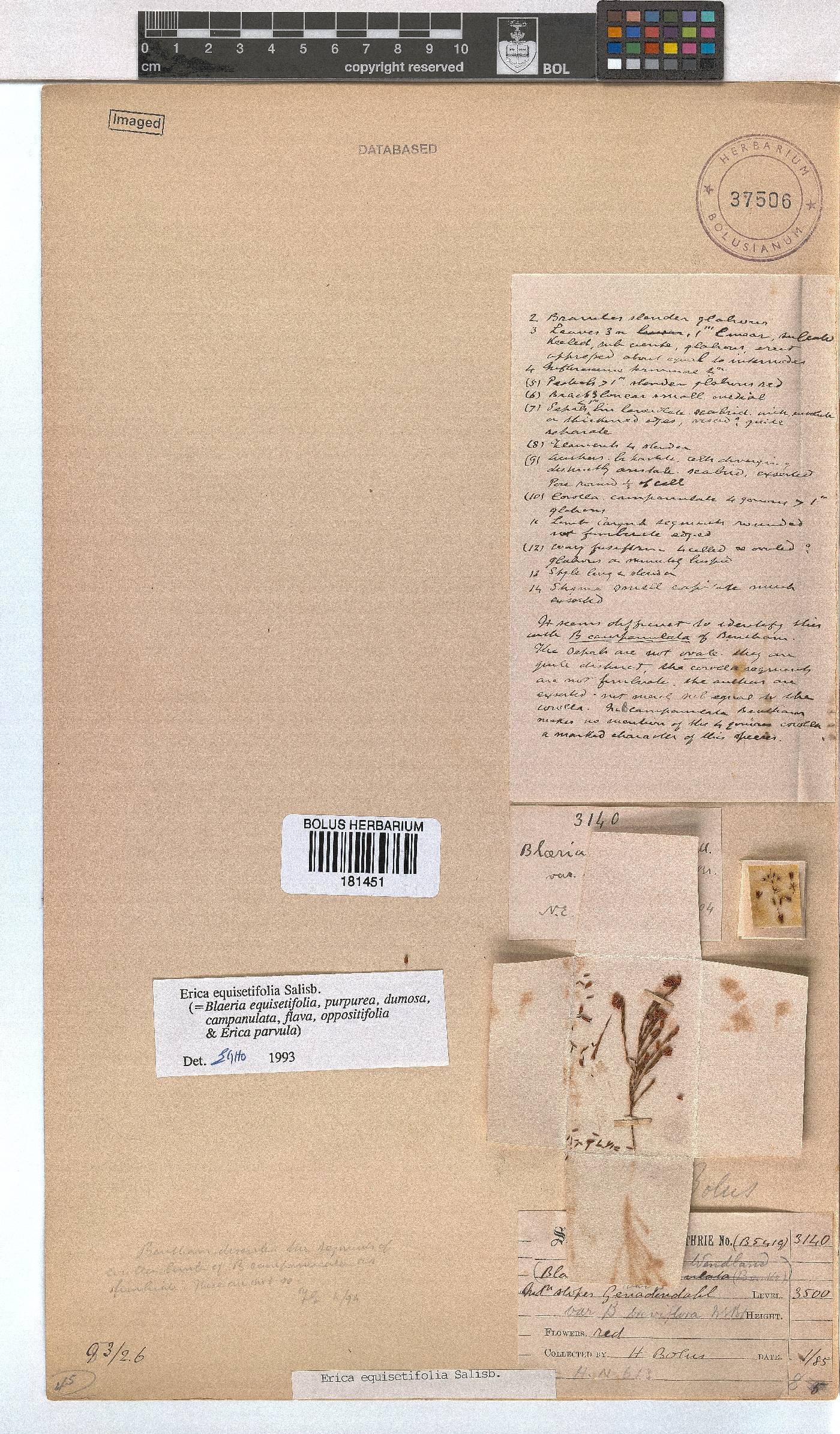 Erica equisetifolia image