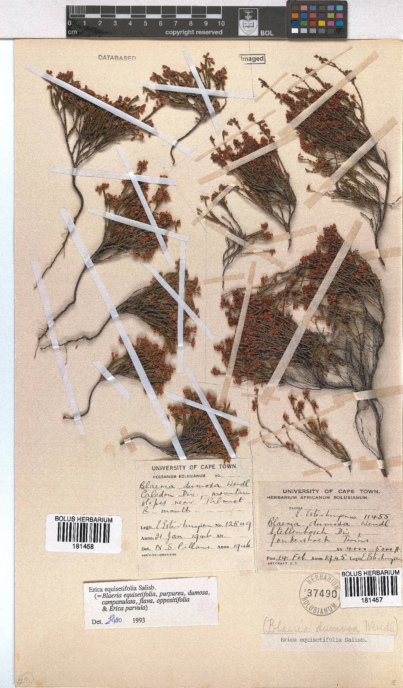 Erica equisetifolia image