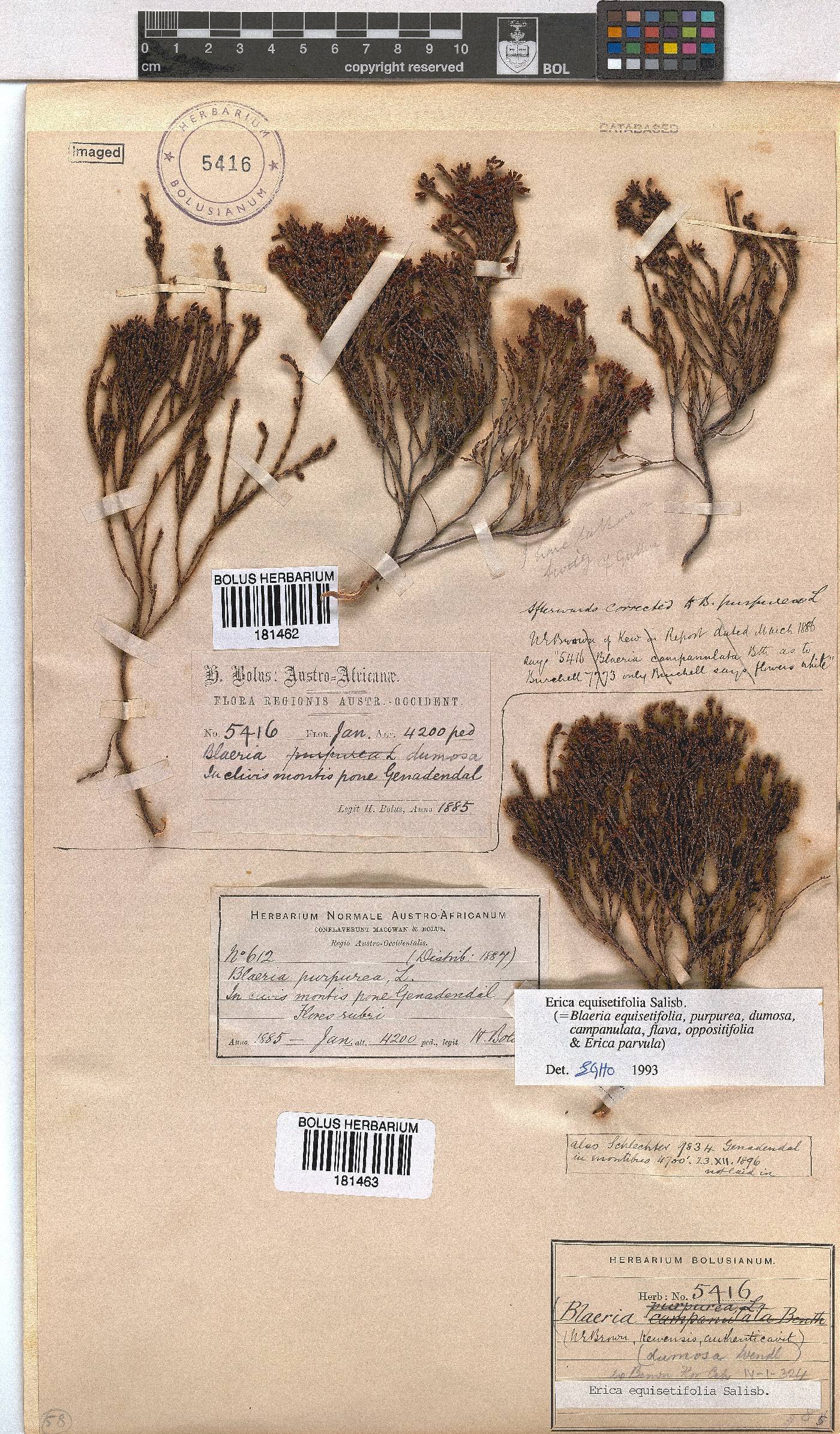 Erica equisetifolia image