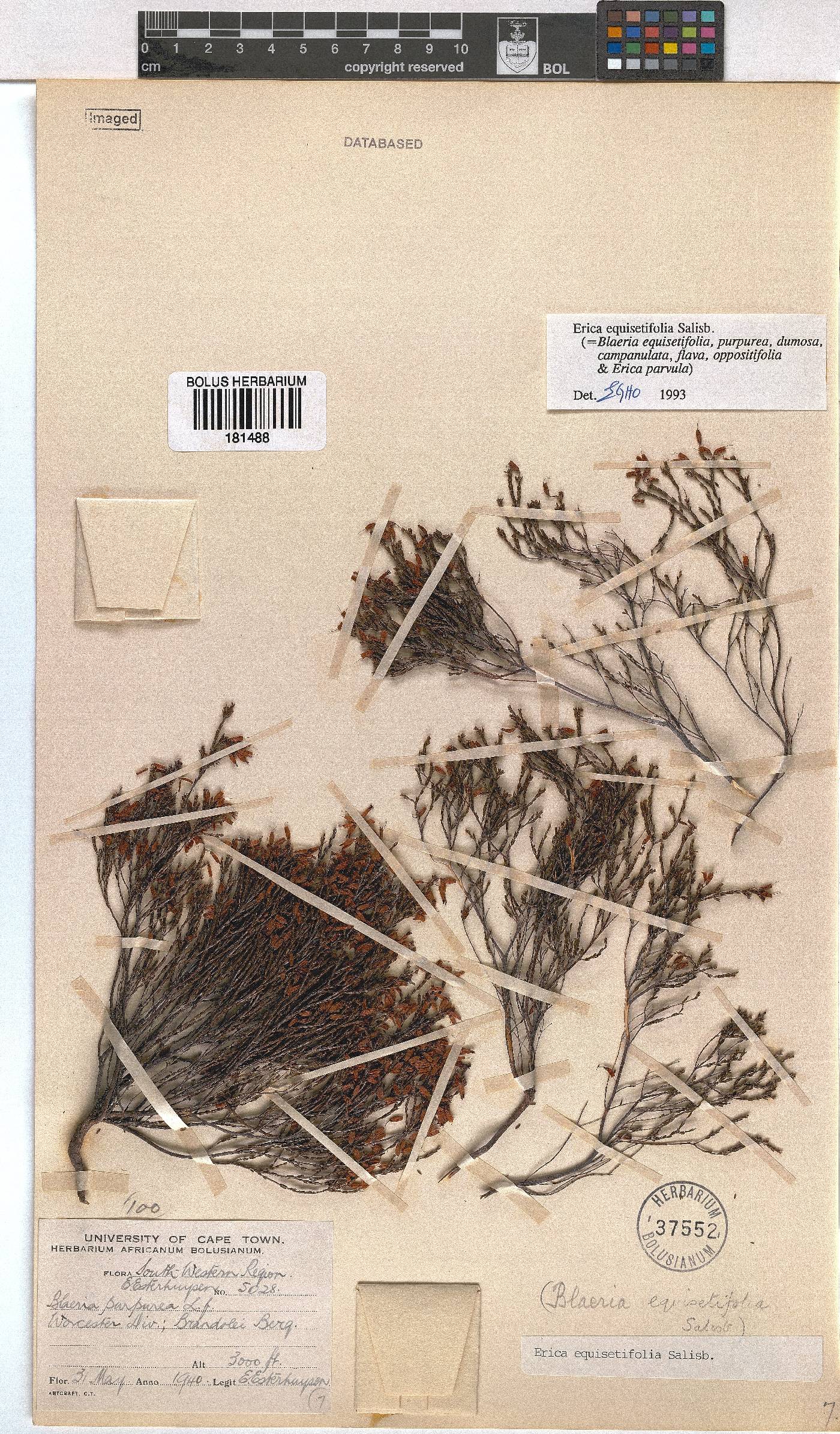 Erica equisetifolia image