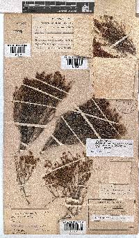 Erica equisetifolia image