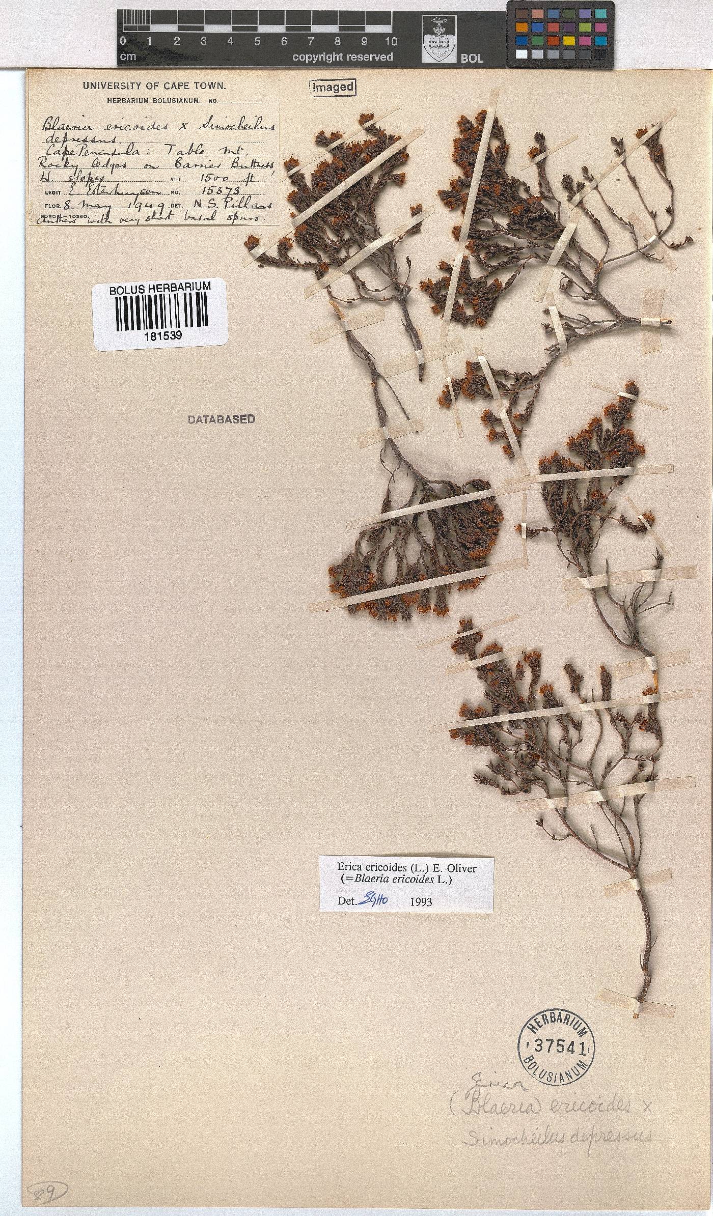 Erica ericoides image