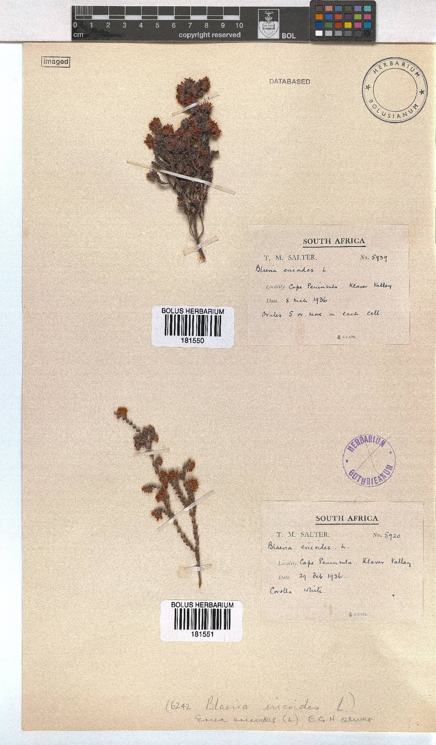 Erica ericoides image