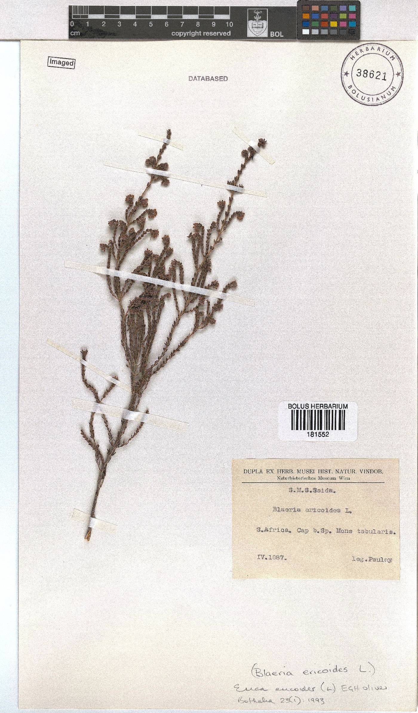 Erica ericoides image