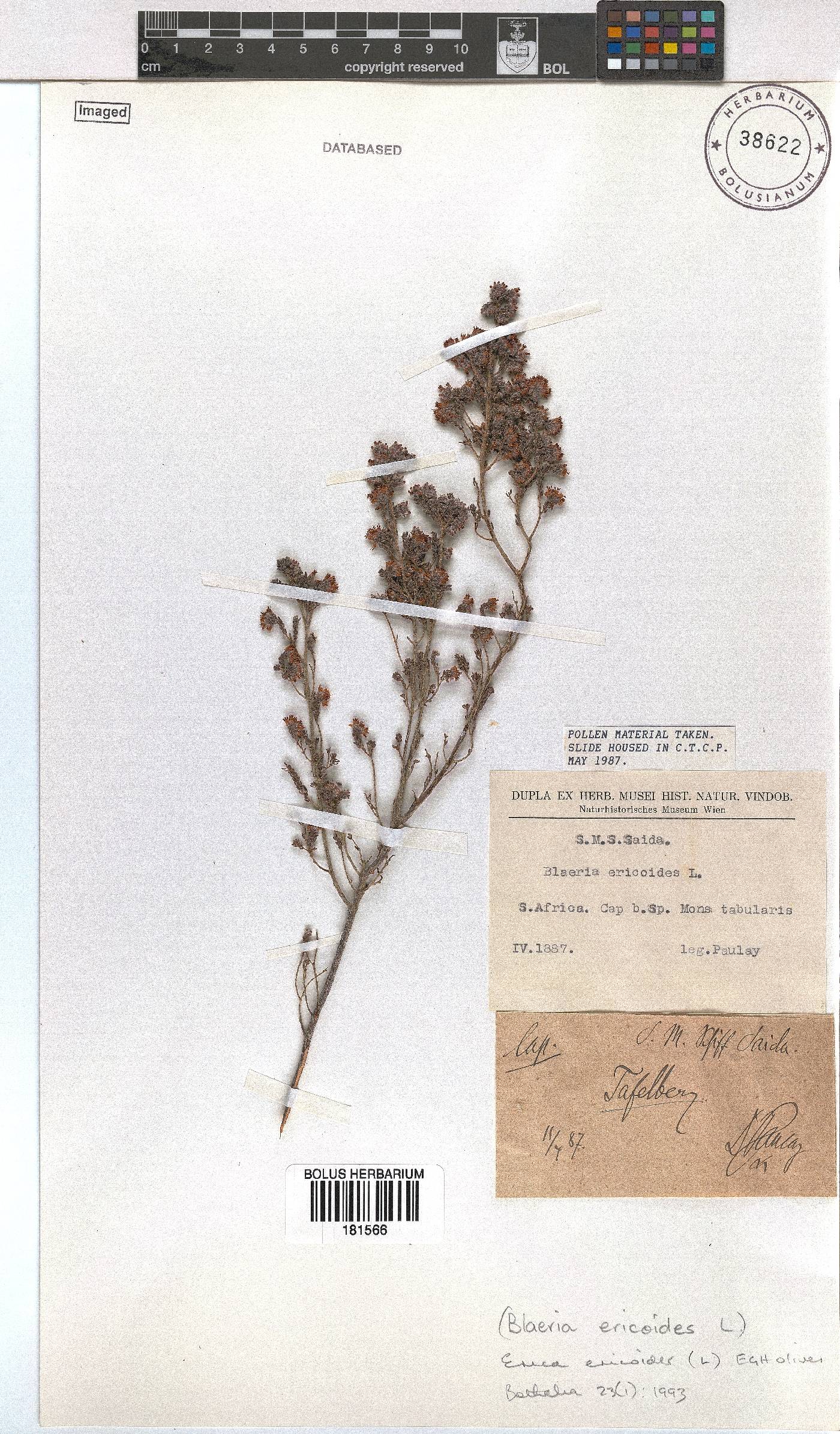 Erica ericoides image