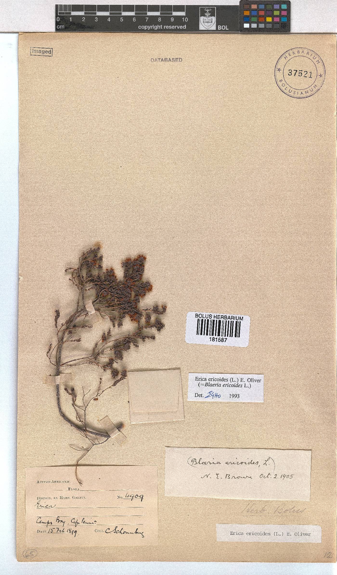 Erica ericoides image