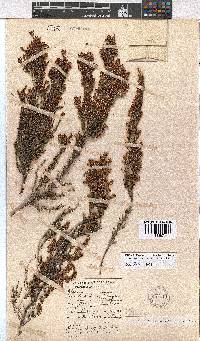 Erica fuscescens image