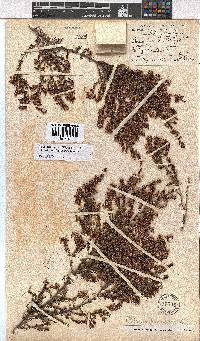 Erica fuscescens image