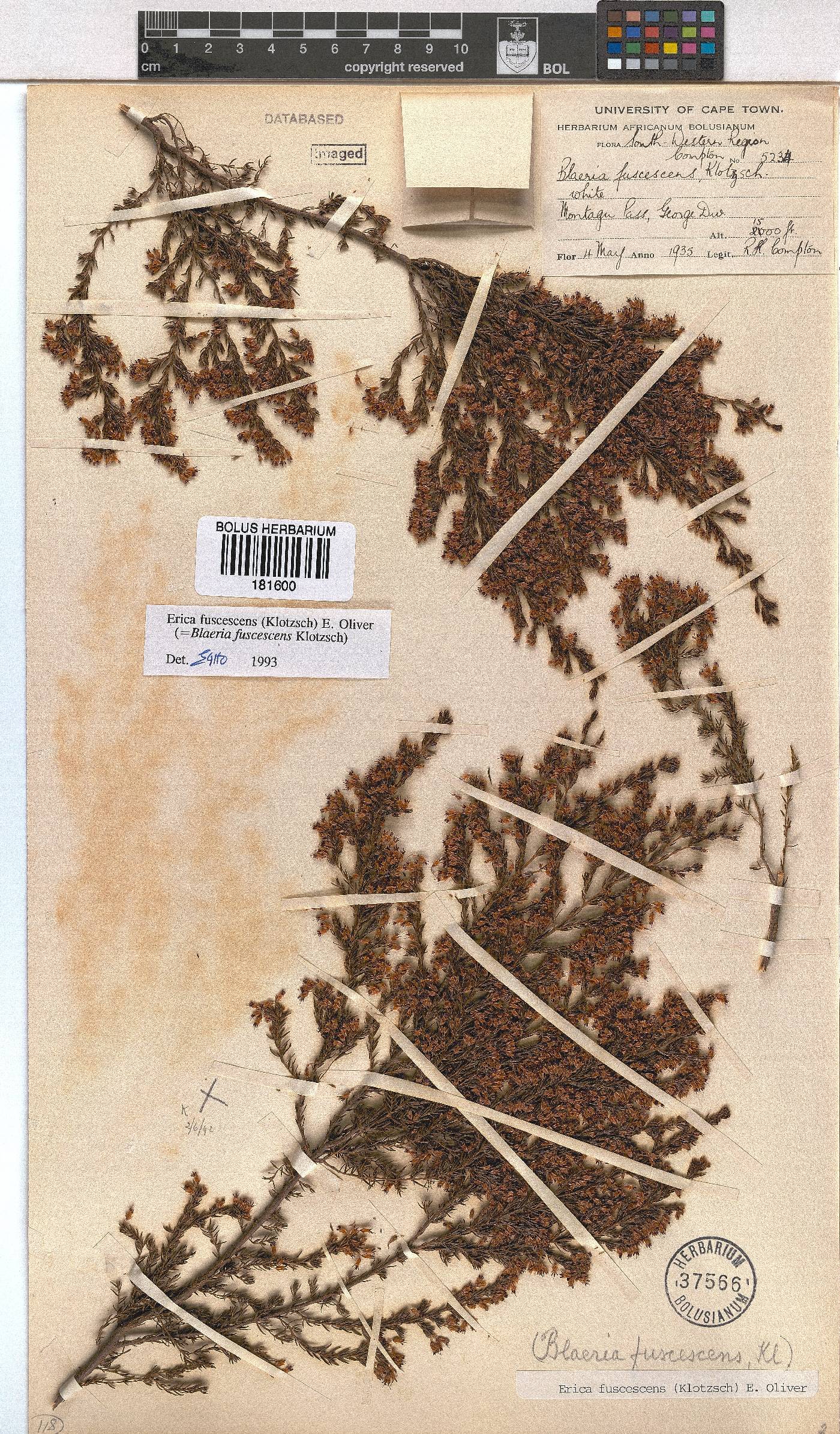 Erica fuscescens image