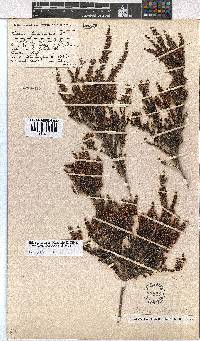 Erica fuscescens image