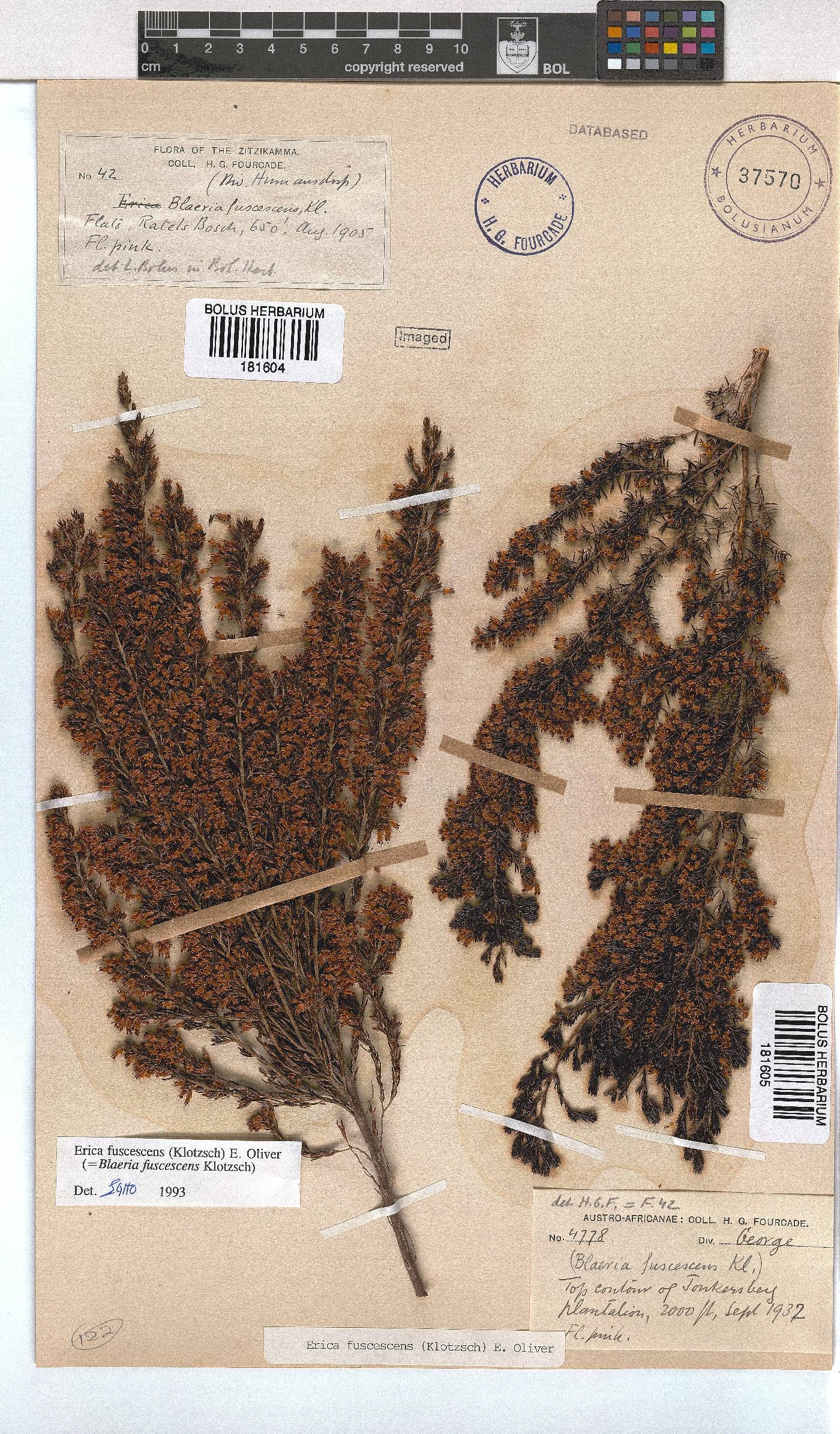 Erica fuscescens image