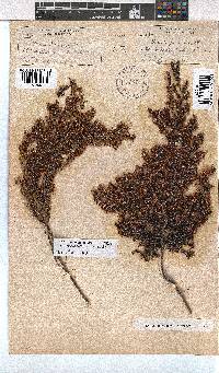 Erica fuscescens image