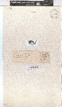 Erica fuscescens image