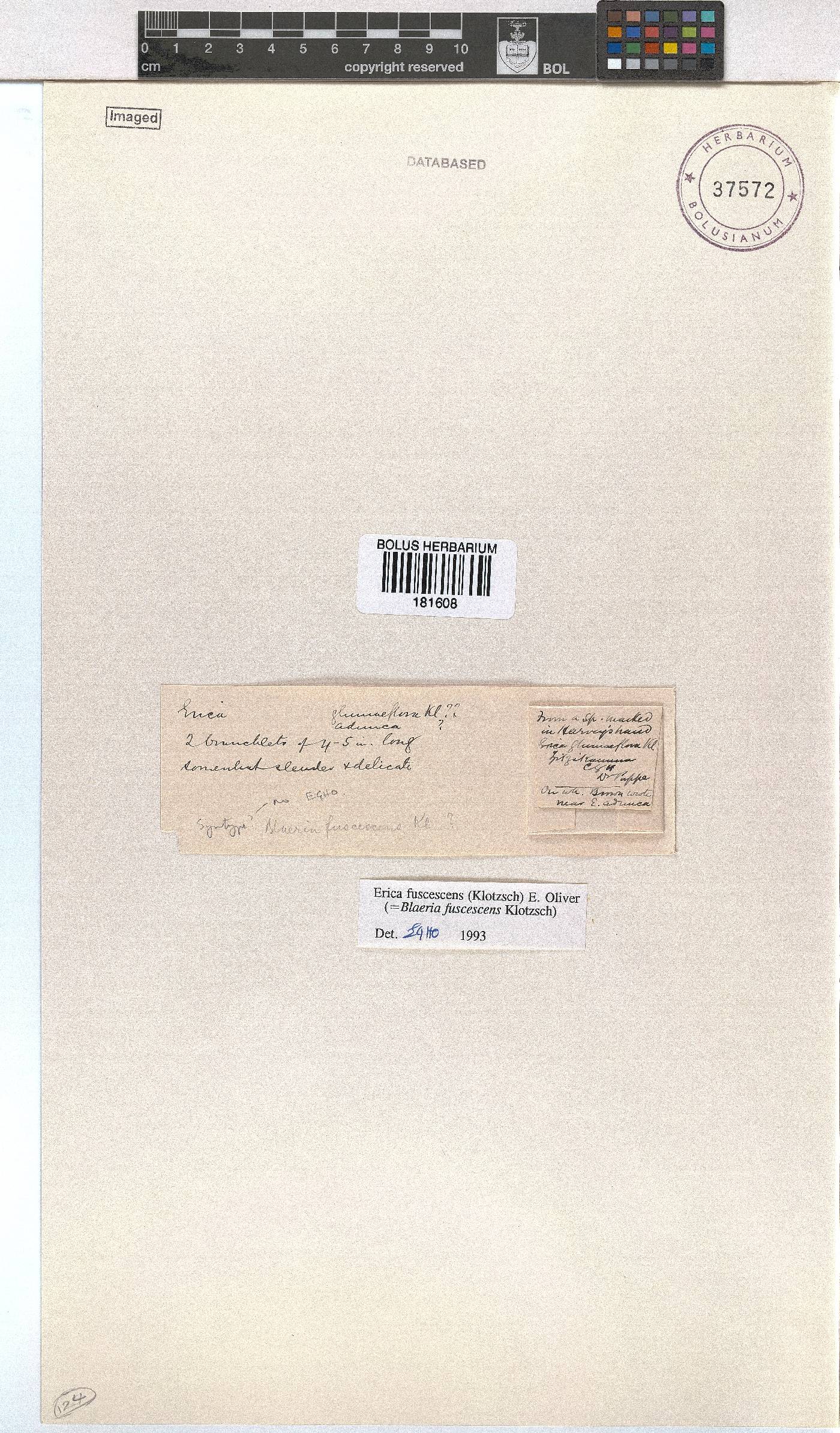 Erica fuscescens image