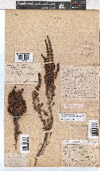 Erica fuscescens image