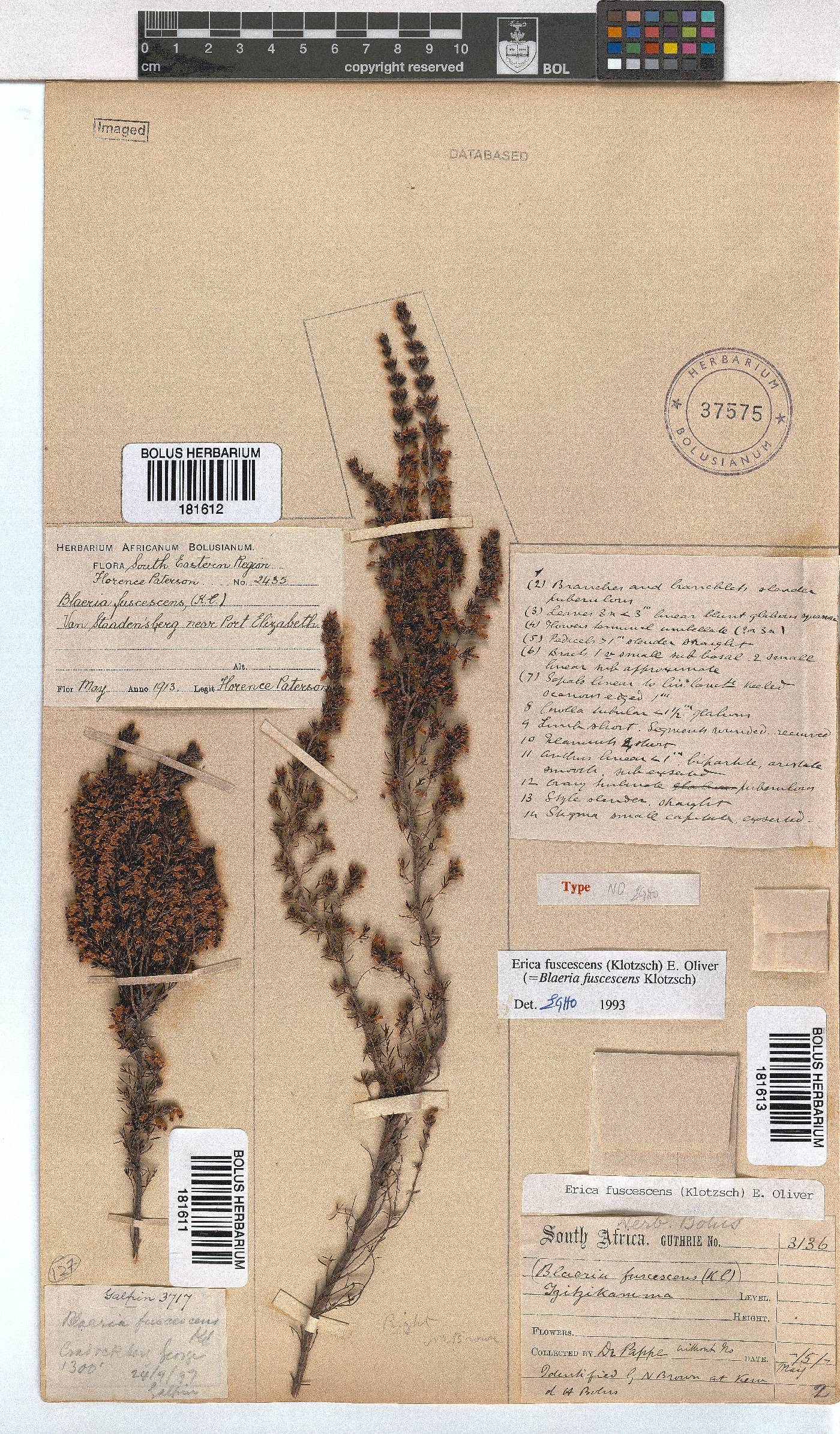 Erica fuscescens image