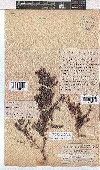 Erica longimontana image