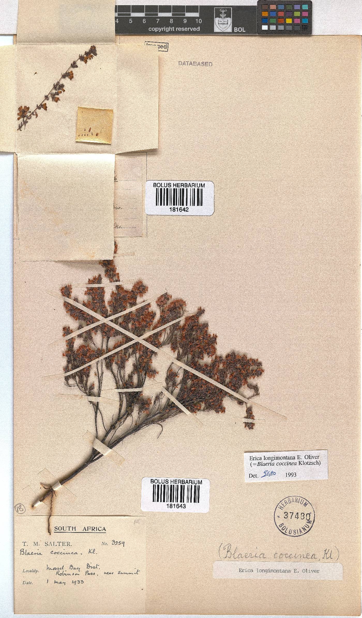 Erica longimontana image