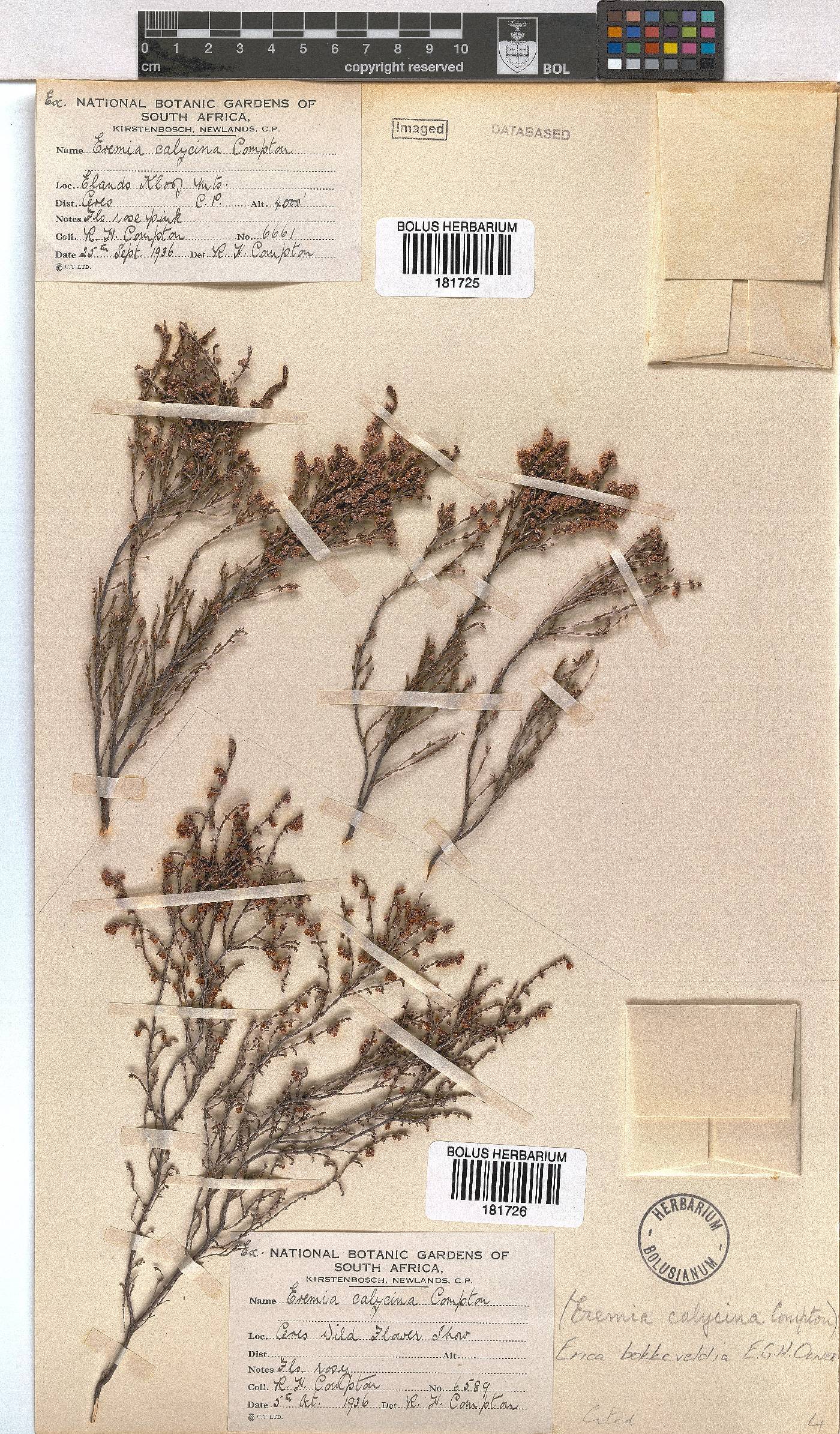 Erica bokkeveldia image