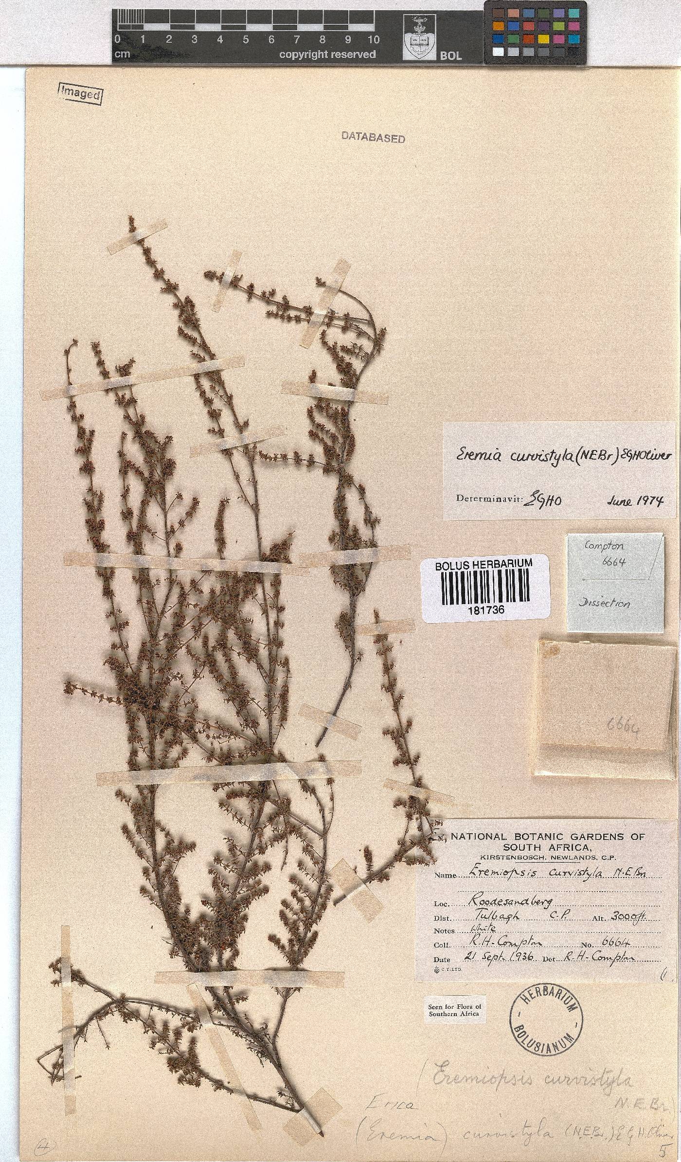 Erica curvistyla image