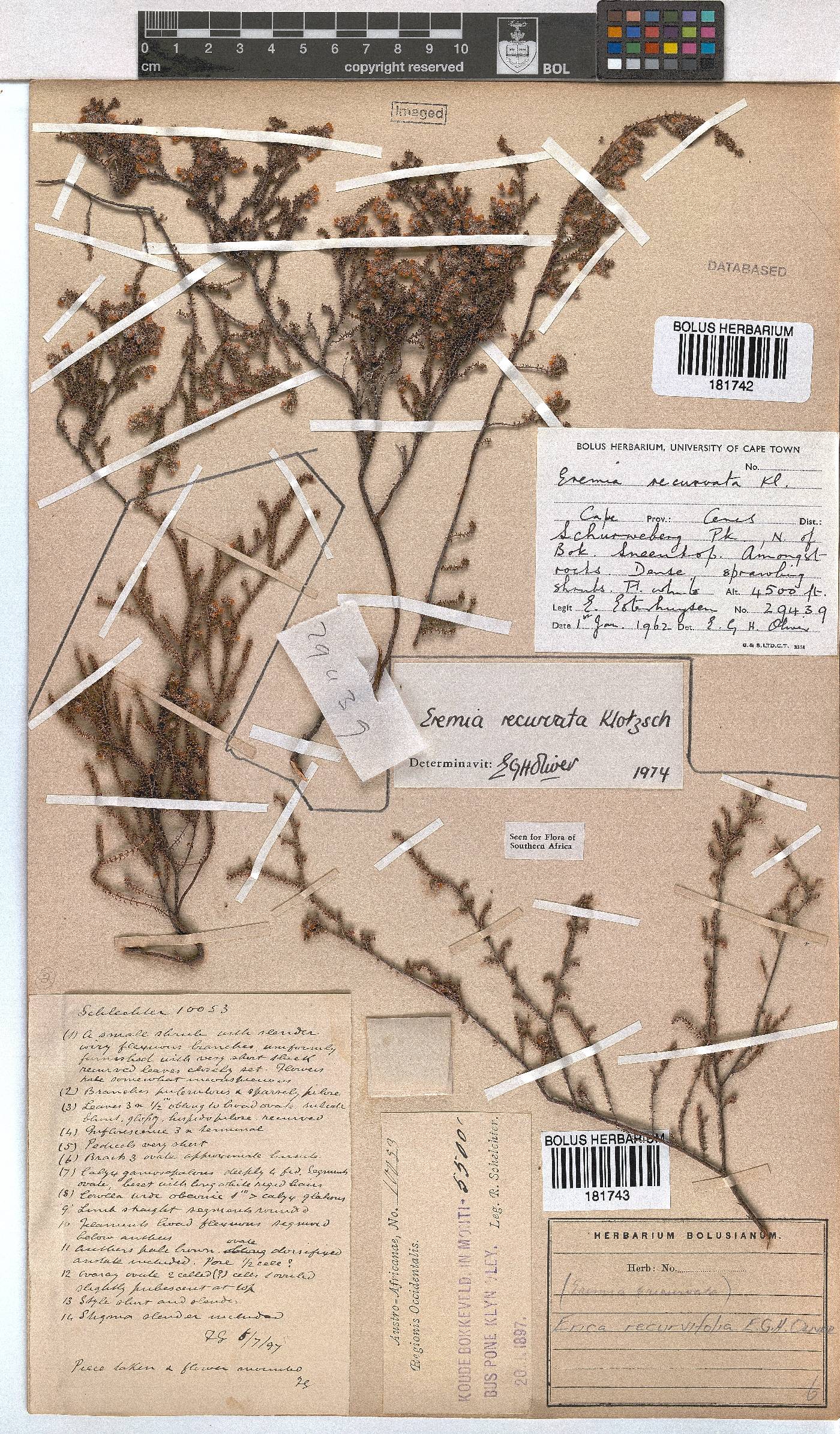 Erica recurvifolia image