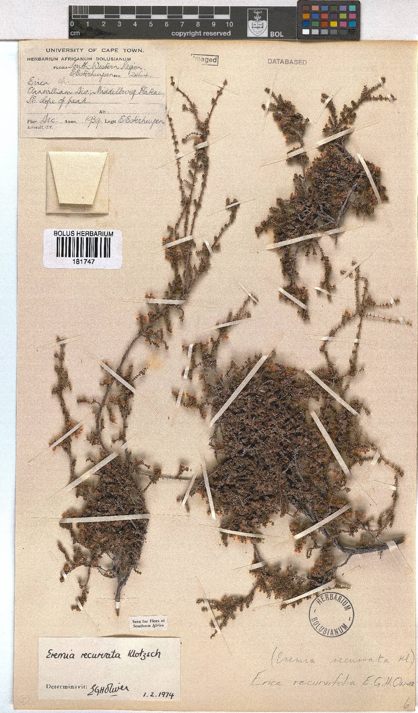 Erica recurvifolia image