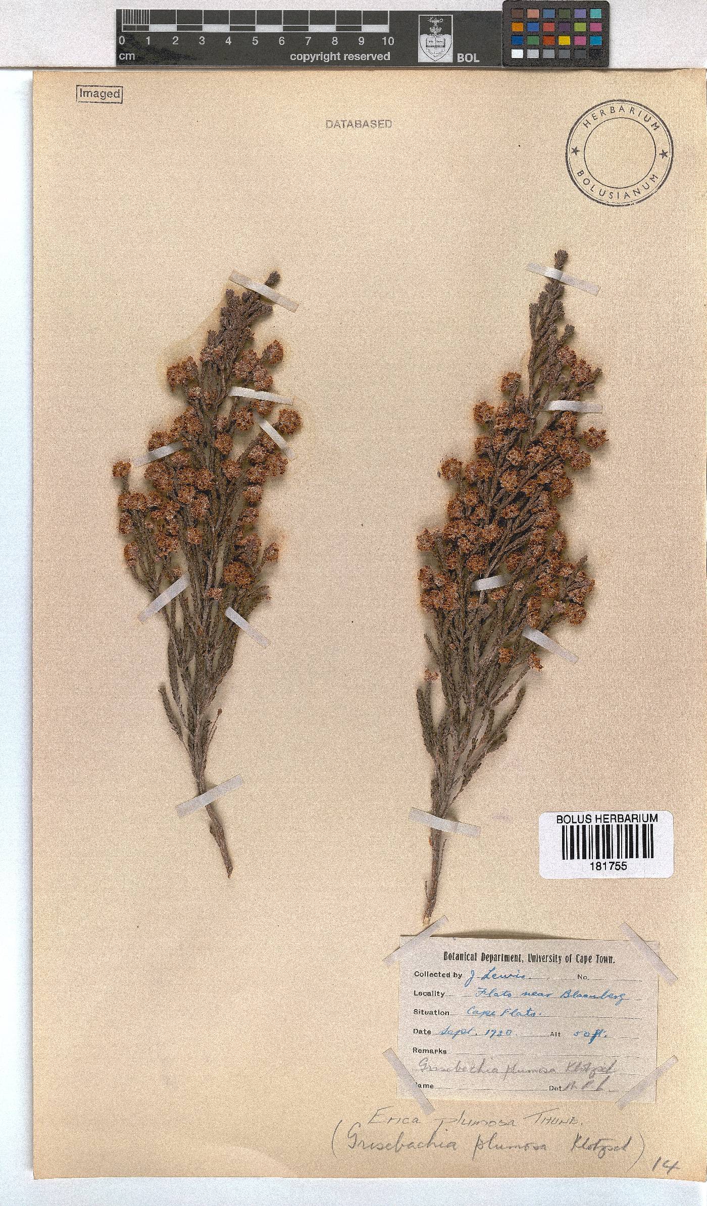 Erica plumosa image