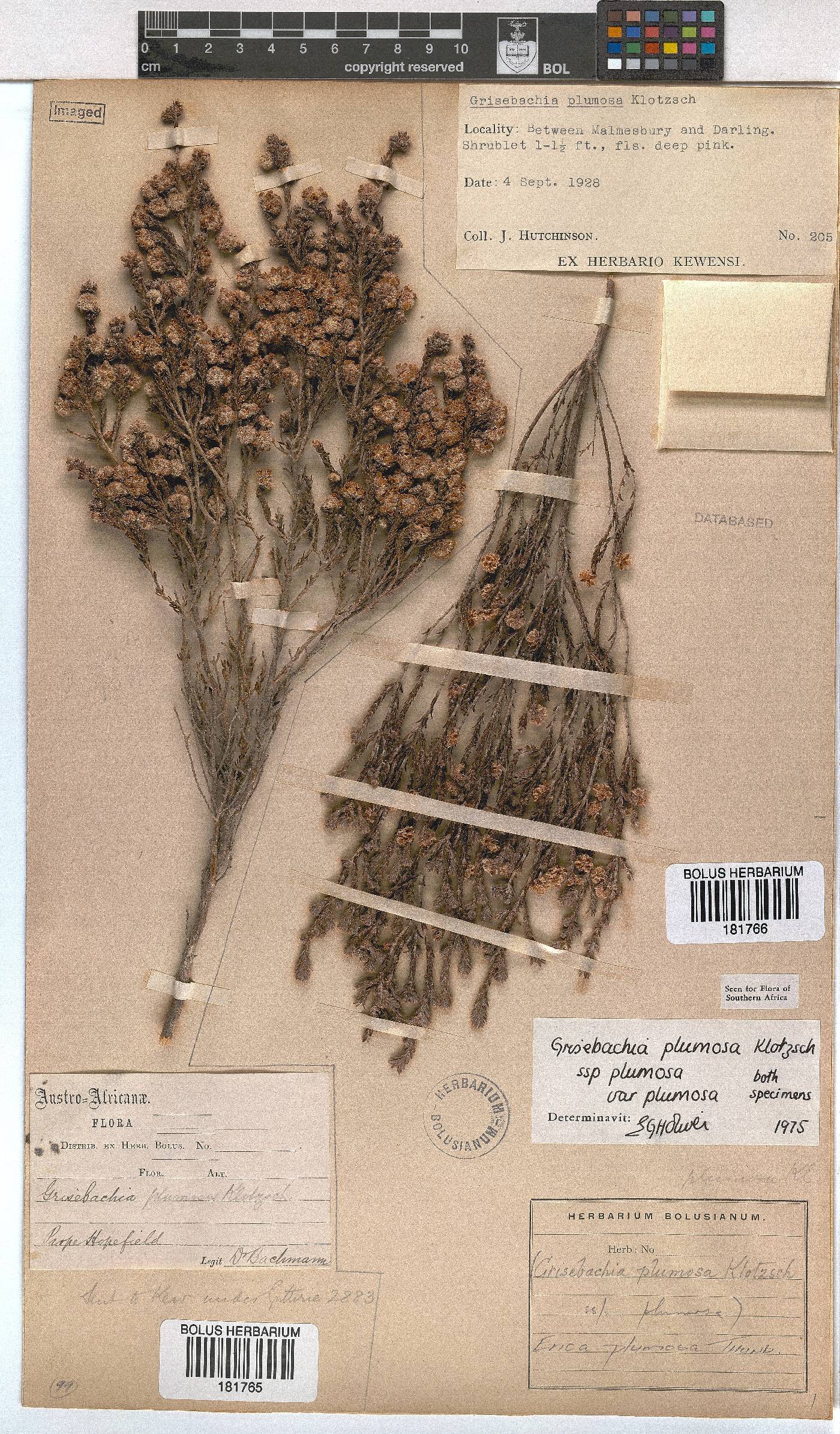 Erica plumosa image